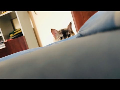 Komali | Cat | kitten | Girl #zoey #trending #viral #fypシ #moreviews #cutecat #srilanka #persian