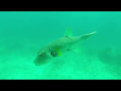 Diving Candidasa Indonesia Ben Linders