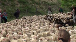 preview picture of video 'Fête de la Transhumance à Die - 2010 (Drôme - France)'