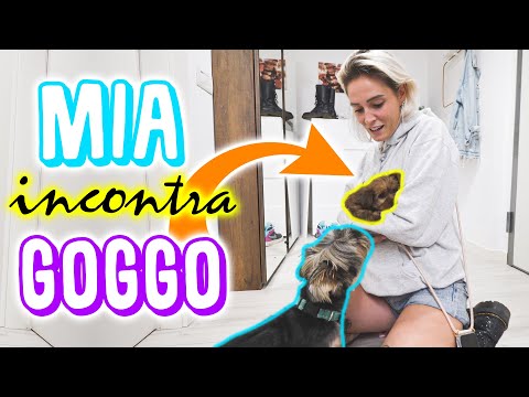 Goggo REACTS to MIA! Why did he do that?!? 😭 😂