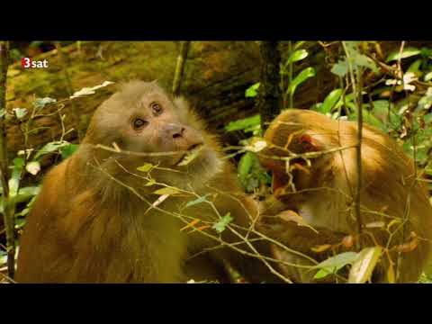 Arte Doku - Wildes Indochina 3/5  Thailand - Apotheke der Tiere