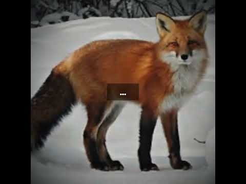 How I died.. (IN MY PAST LIFE!) #therian #therianthropy #theriotype #pastlife #redfox 