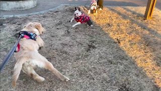 Dog wrestling! The fight of Bisuke, again