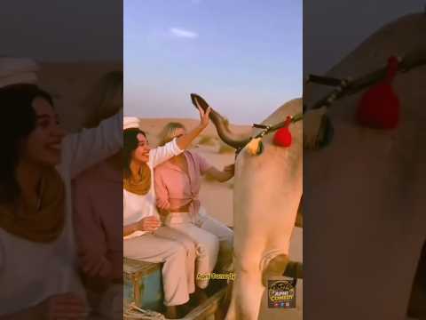 Wait for the camel's reaction 🤣 #comedy #funny #comedy ##friends #apnicomedy #shortsfeed