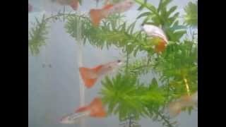 kingcobra reddlace guppy 2 month