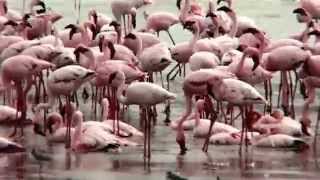 preview picture of video 'Tanzania Ngorongoro'