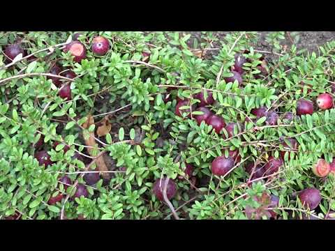 Vaccinium macrocarpon ´Bog Pearl´ čes. klikva velkoplodá