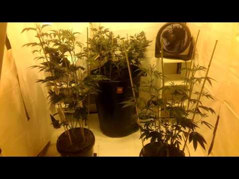 Vegging update-These girls are getting big!