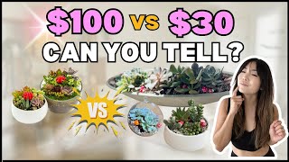 EASY DIY Succulent Arrangement & Propagation | Houseplant Care Routine + Tips | Q&A