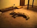 Собака бегает во сне. Dog runs when sleep 