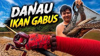 Download lagu SNAKEHEAD FISH ARE GATHERING IN THIS LAKE mp3