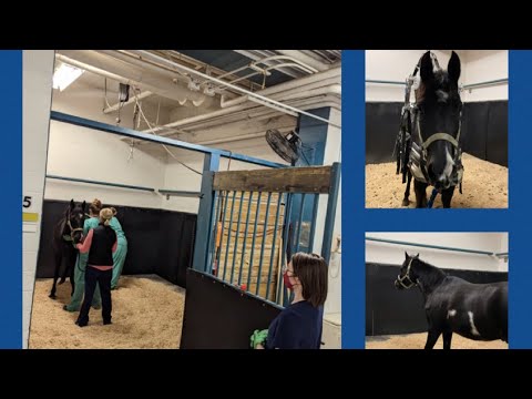 Our Journey With EHV-1:Part 1