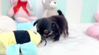 ハーフ犬の動画01