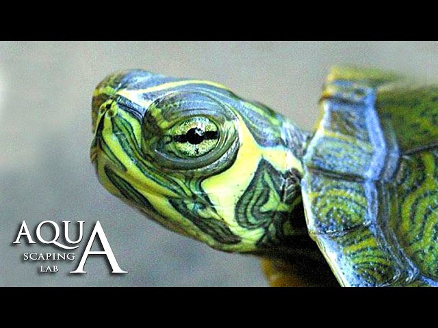 Aquascaping Lab - Trachemys Scripta Slider Turlte description Tartaruga Palustre Americana