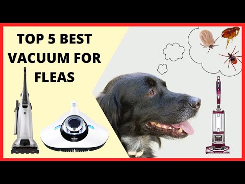 Top 5 Best Vacuum For Fleas