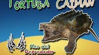 Tortuga Caimán |La tortuga Dinosaurio| (Animales del Mundo) |Especial mes del suscriptor|