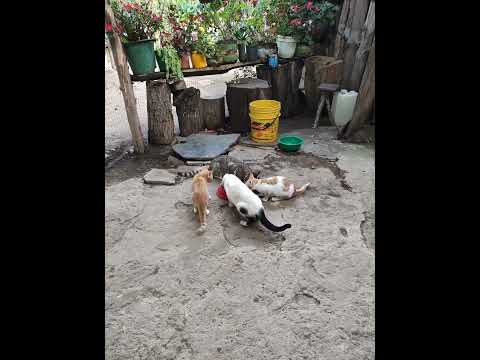 gatos tibaná Boyacá Colombia #chiguata