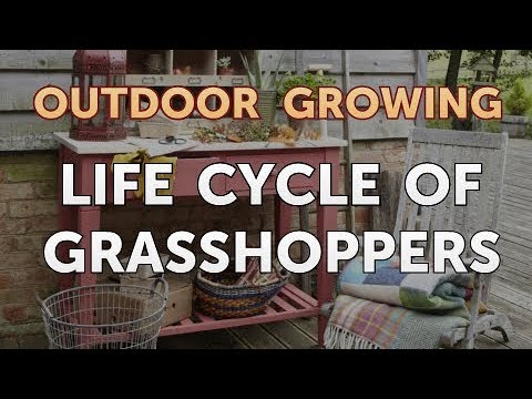 Will Salt or Vinegar Kill Bamboo