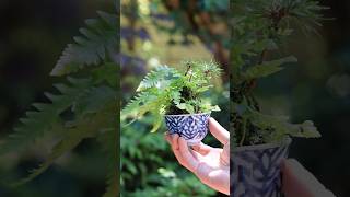 新緑のワイルド松ぼっくり湯呑みミニ盆栽 #bonsai #庭作業 #盆栽