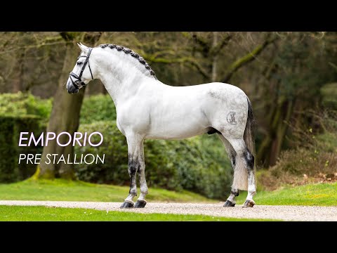 EXPRESSIVE & BAROQUE PRE STALLION STANDING AT STUD
