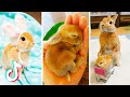 Cute Bunnies That I've Found on Tik Tok | BUNNY COMPILATION 🐰