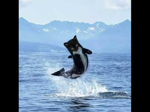 All Cats versions in the world