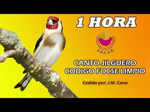 📀𝗖𝗗 𝗖𝗔𝗡𝗧𝗢 𝗝𝗜𝗟𝗚𝗨𝗘𝗥𝗢 𝗖Ó𝗗𝗜𝗚𝗢 𝗙𝗢𝗖𝗦𝗘 𝗟𝗜𝗠𝗣𝗜𝗢 𝗘𝗗𝗨𝗖𝗔𝗥 𝗝𝗜𝗟𝗚𝗨𝗘𝗥𝗢𝗦 𝗖𝗛𝗜𝗩𝗢𝗡𝗘𝗦, 𝗡𝗢𝗩𝗘𝗟𝗟𝗔𝗦, 𝗝𝗨𝗩𝗘𝗡𝗜𝗟𝗘𝗦 𝗣𝗔𝗥𝗔 𝗖𝗢𝗡𝗖𝗨𝗥𝗦𝗢