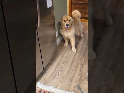 Mon golden retriever est si ennuyeux lorsqu'il veut une friandise.