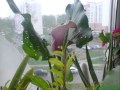 Дарите женщинам цветы! Поздравление подругам с 8 марта. 