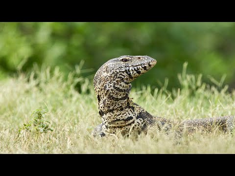 Rock Monitor Lizard, Kruger National Park