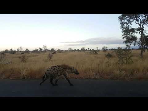 Spotted Hyena Casually Walks Along the Road