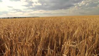 Marillion - Shadows on the Barley