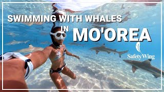 SafetyWing Travel Series: Mo'orea