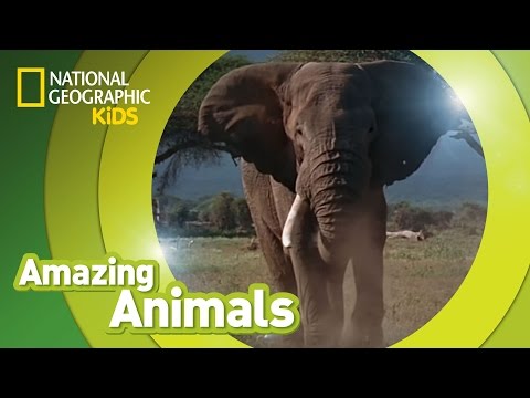 African Elephant 🐘 | Amazing Animals