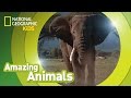 African Elephant Amazing Animals