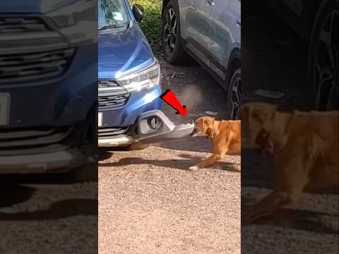 لو كانت هذه سيارتك ماذا ستفعل 😱