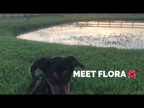 Flora, an adopted Doberman Pinscher & German Shepherd Dog Mix in Angleton, TX_image-1