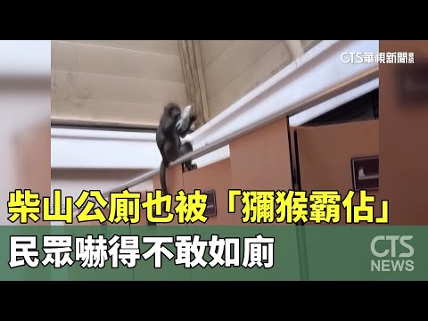 柴山公廁也被「獼猴霸佔」！民眾嚇得不敢如廁