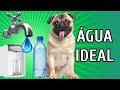 ÁGUA DE TORNEIRA, FILTRADA OU MINERAL - QUAL A MELHOR? | Com Debby Lagranha