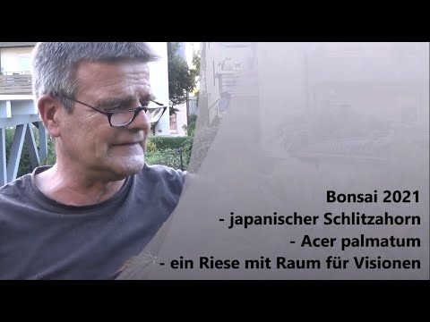Bonsai 2021-41 - japanischer Schlitzahorn - Acer palmatum - ein Riese mit Raum für Visionen