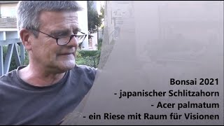 Bonsai 2021-41 - japanischer Schlitzahorn - Acer palmatum - ein Riese mit Raum für Visionen
