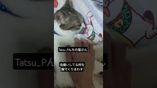 Tatsu_Pと猫さん #猫のいる暮らし #cat #猫好きさんと繋がりたい #猫のいる生活