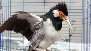 Download lagu Pancingan Jalak Suren Gacor Full Isian Mompa Variasi Cocok Buat HARIAN Masteran Suara Burung Jalak mp3