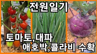 방울토마토,대파,애호박,콜라비 수확하는날~전원일기,주말농장,텃밭,귀농귀촌 농사농부,인간극장,사노라면
