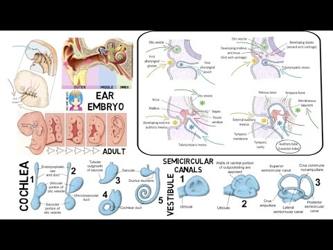 INSTANT NEURO - Ear Embryology