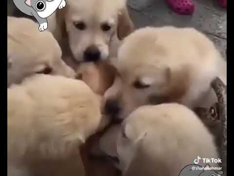 Razia gunddo me phas gae