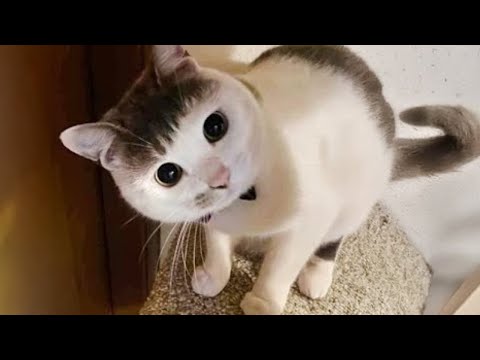 Cats Are Just Born to Be Adorable 😻