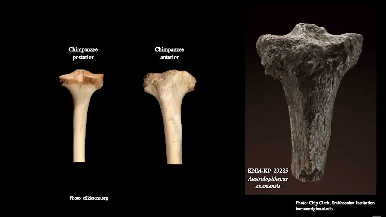 9 3 Australopithecus anamensis