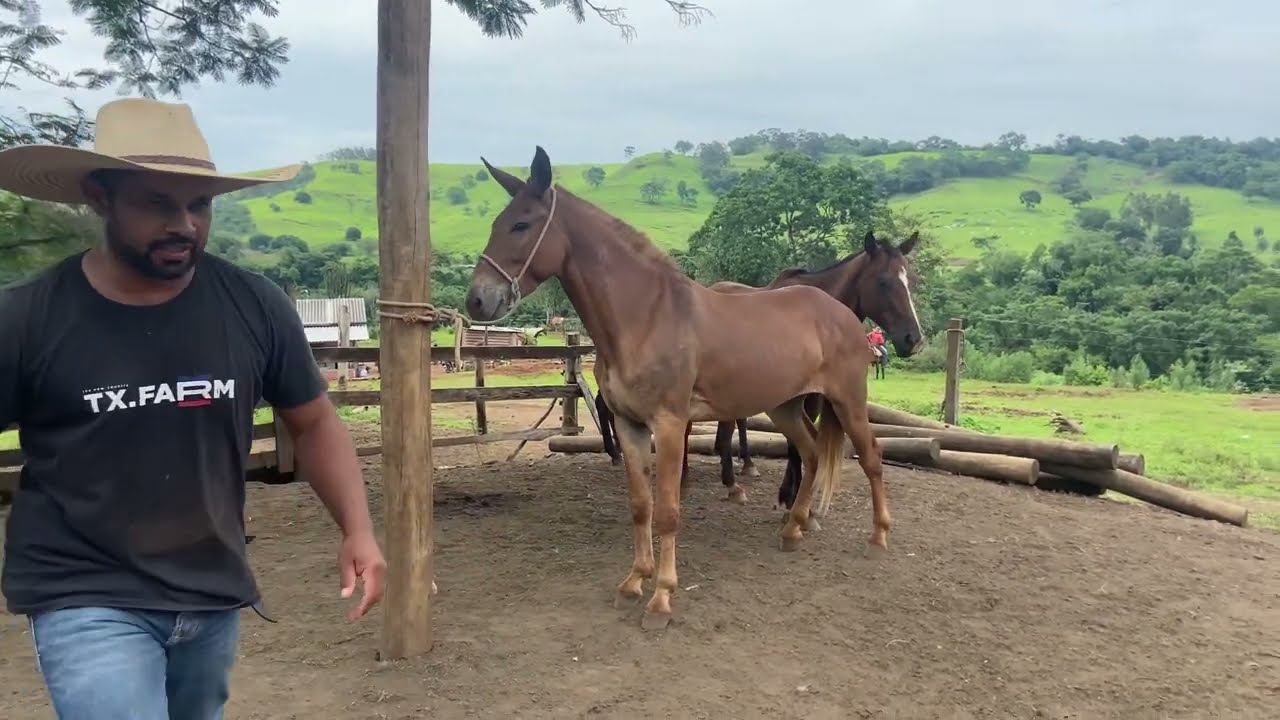 “Mais um dia de doma com o Burrão Bruto; Sete Ouro”