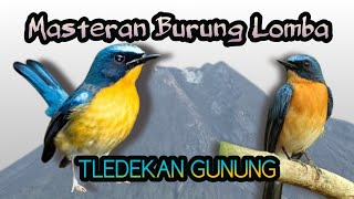 Download lagu Masteran Suara Burung Tledekan Gunung Untuk Burung Lomba mp3